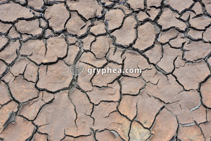 Formation de fentes de dessication dans l'argile - gryphea.org